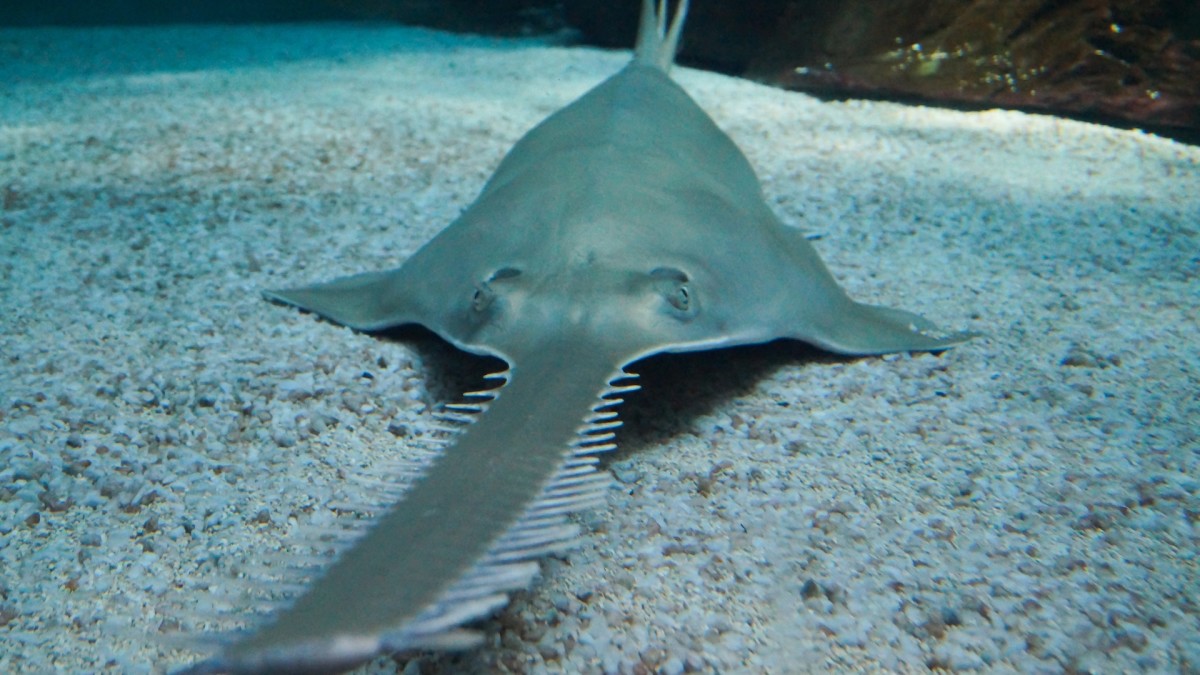 Mysterious “Spinning” Fish and Sawfish Die-Off Stump Biologists