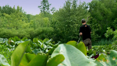 Man walking away through dense lily pads in a swamp holding a long pole