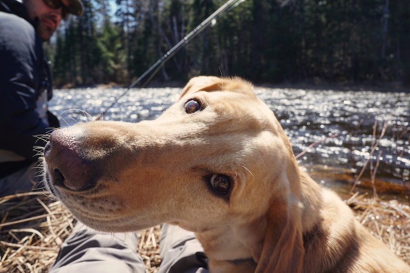 Fishing With Dog 