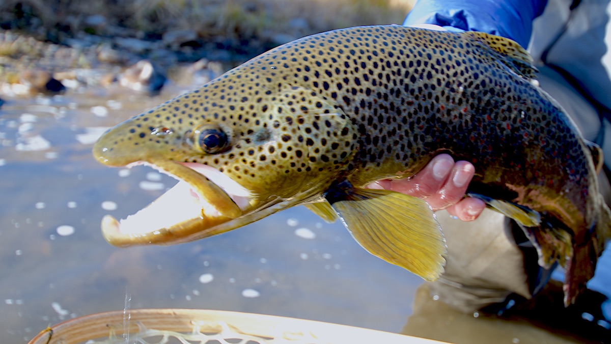 The Undead Drift: Fly Fishing's Spooky Secret | MeatEater Fishing