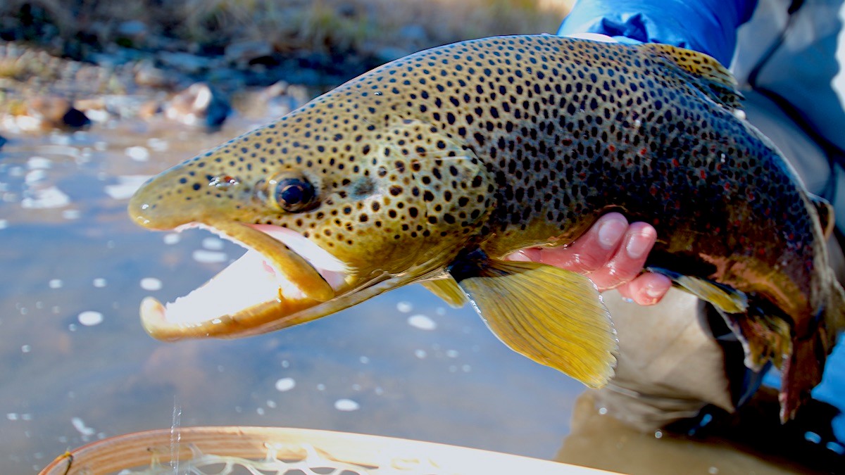 The Undead Drift: Fly Fishing’s Spooky Secret | MeatEater Fishing