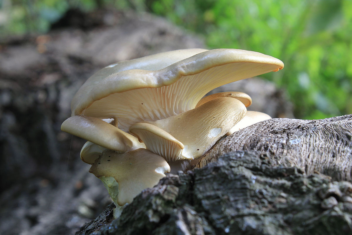 best fall mushroom