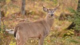 Why You Might Want to Forget About Mature Bucks and Just Hunt