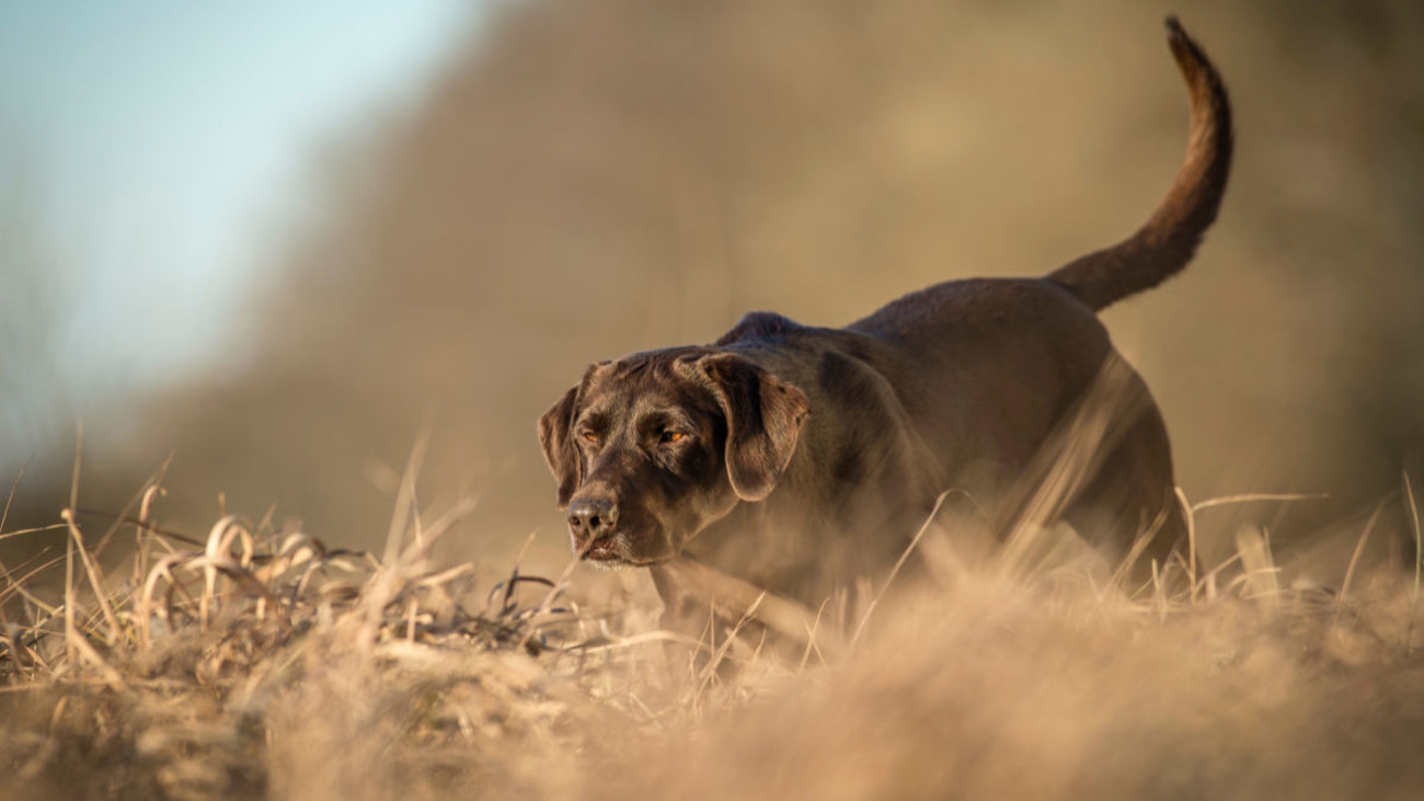How Not to Act Around Someone Else’s Bird Dog