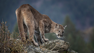 California Euthanizes Mountain Lion Following Attack at Summer Camp
