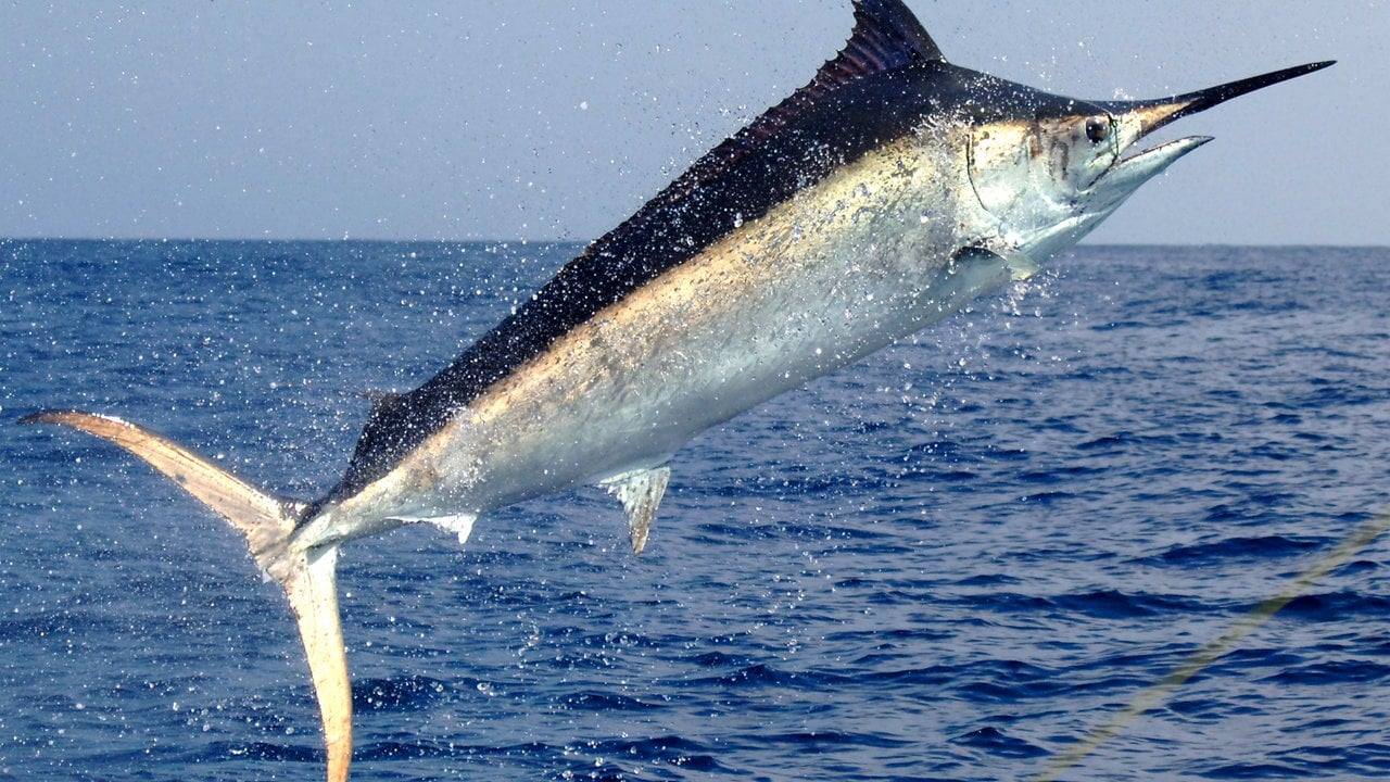 Fly Fishing for Billfish: The King of the Ocean