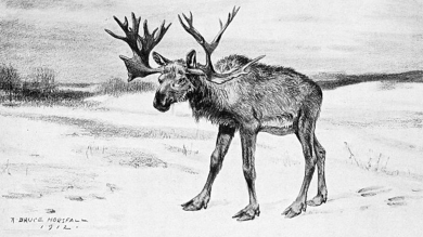 Extinct Deer of North America