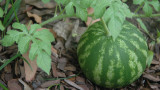 How to Grow Watermelon