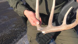 Video: Warden Frees Locked-Up Deer with Shotgun