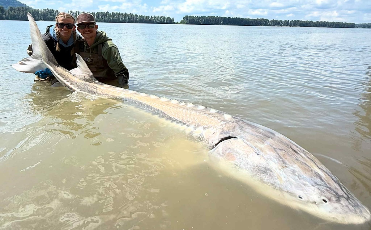 white sturgeon