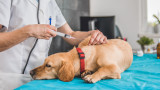 What Vaccines Does My Dog Really Need?