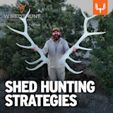 Bearded man holding giant bleached elk antlers; overlay text 'SHED HUNTING STRATEGIES' and 'WIRED TO HUNT'