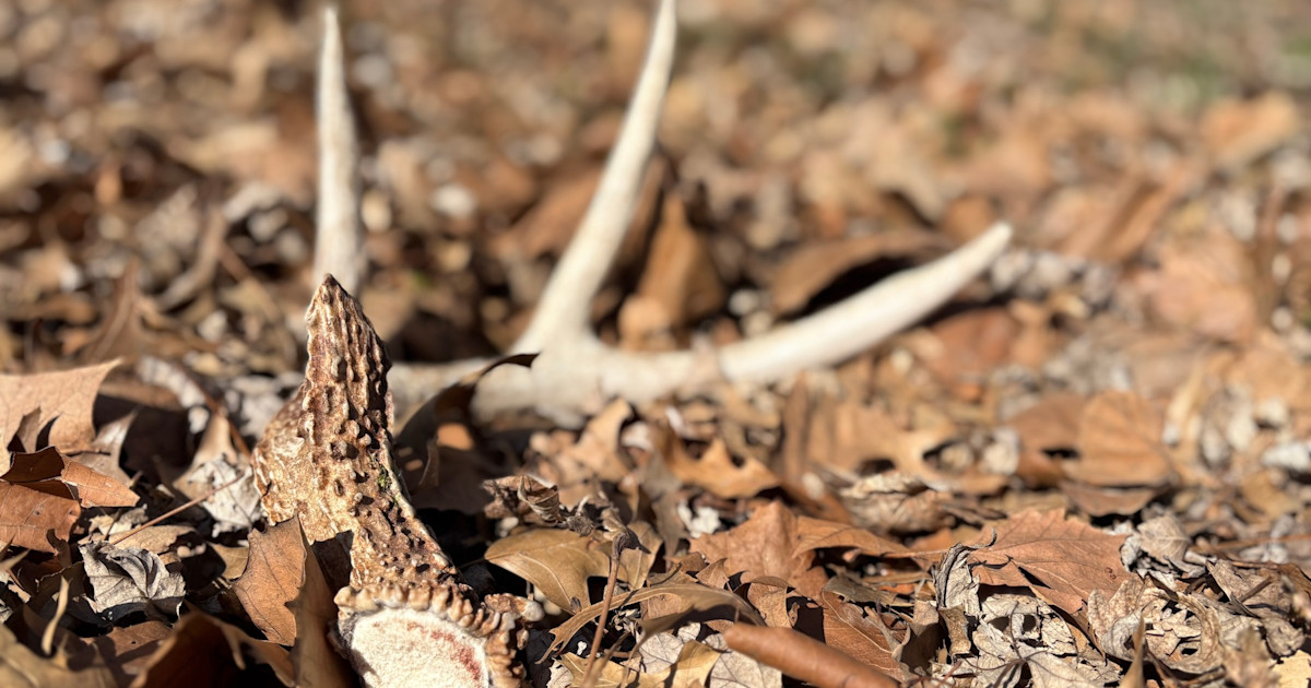 3 Ways to Make Shed Hunting More Productive 3 Ways to Make Shed Hunting More Productive