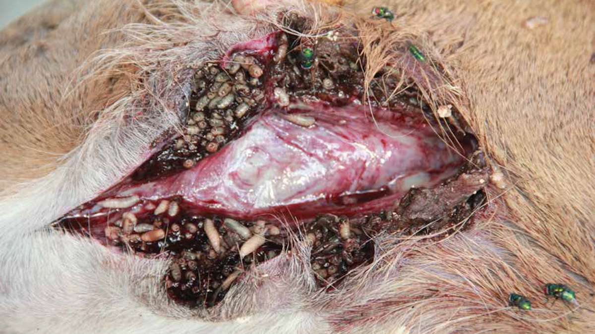 Open Wound from Screwworm
