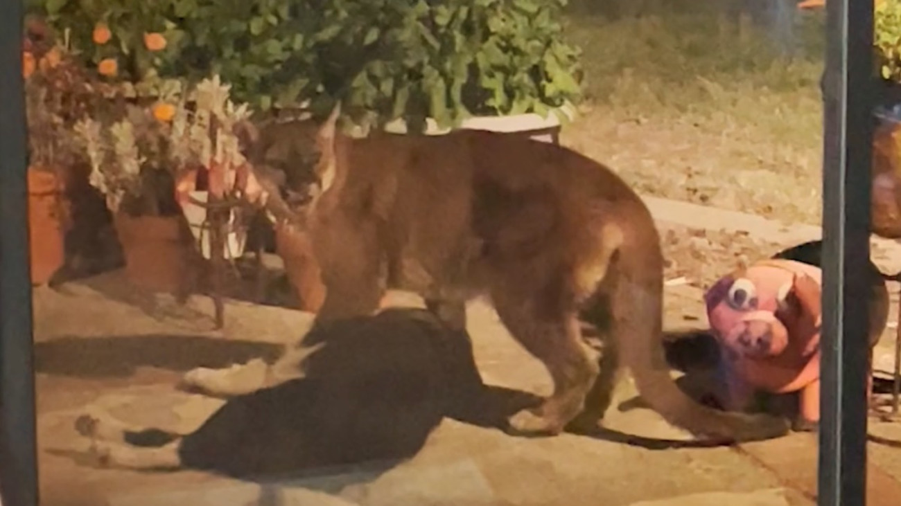 Mountain Lion Breaks into California Home, Attacks Dog