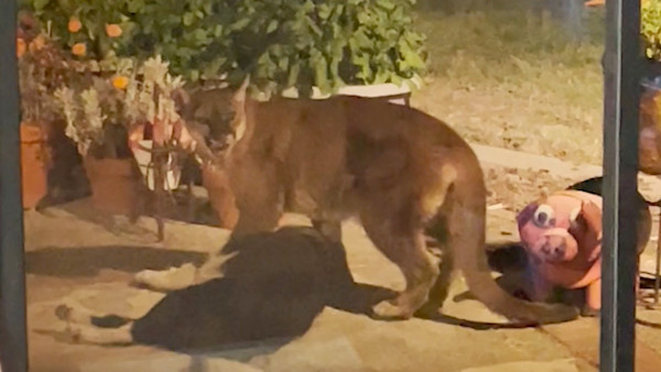 Mountain Lion Breaks into California Home, Attacks Dog