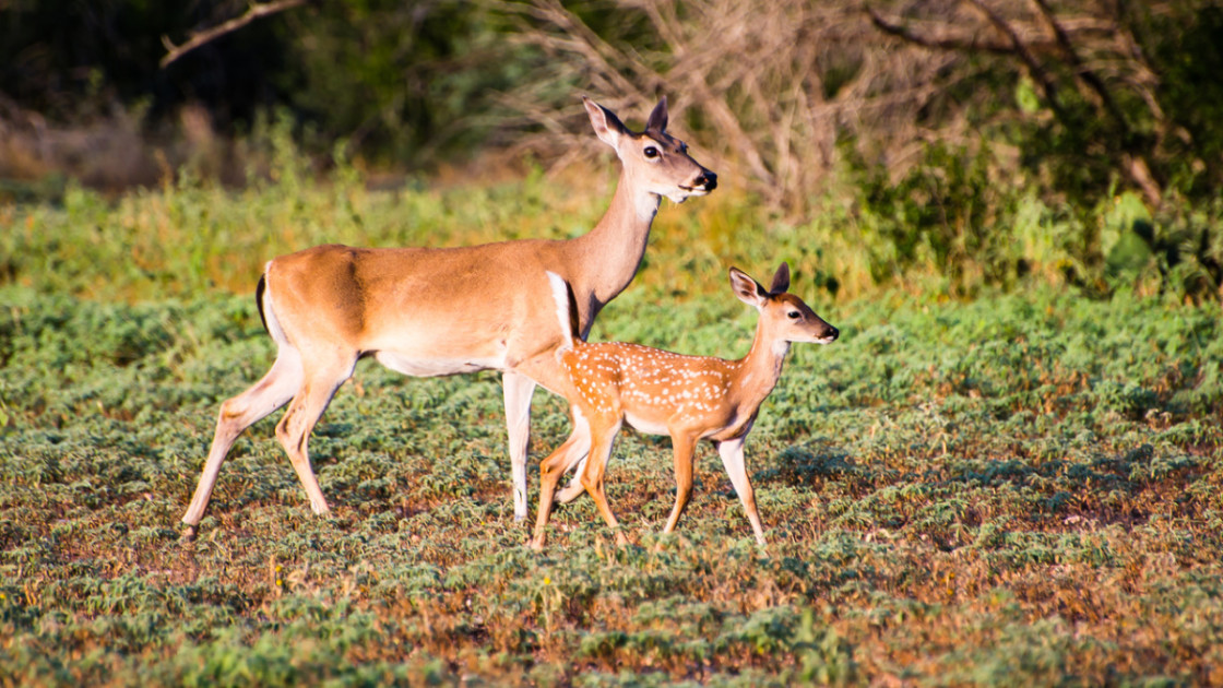 How to Create Ideal Fawning Cover for Whitetails | MeatEater Wired To Hunt