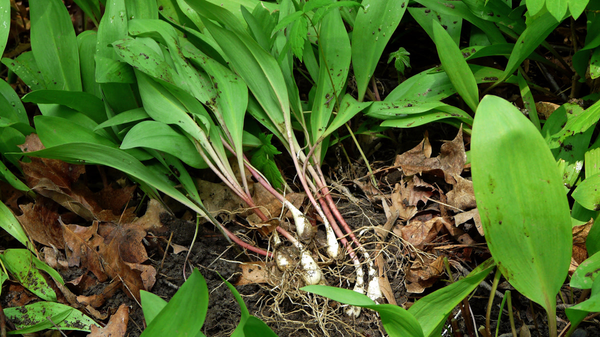 5 Perennial Vegetables to Plant Right Now