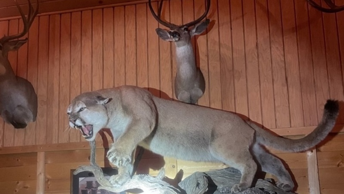 mountain lion mount