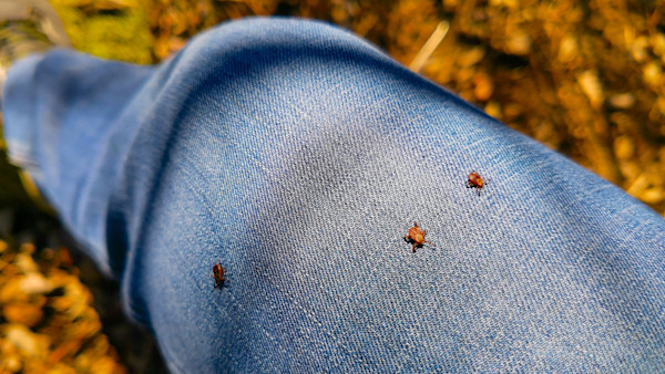 Lyme-Carrying Ticks Could Be Spreading West