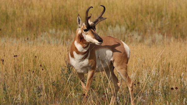 Outrunning Extinction: The Fascinating Evolution of Pronghorn 