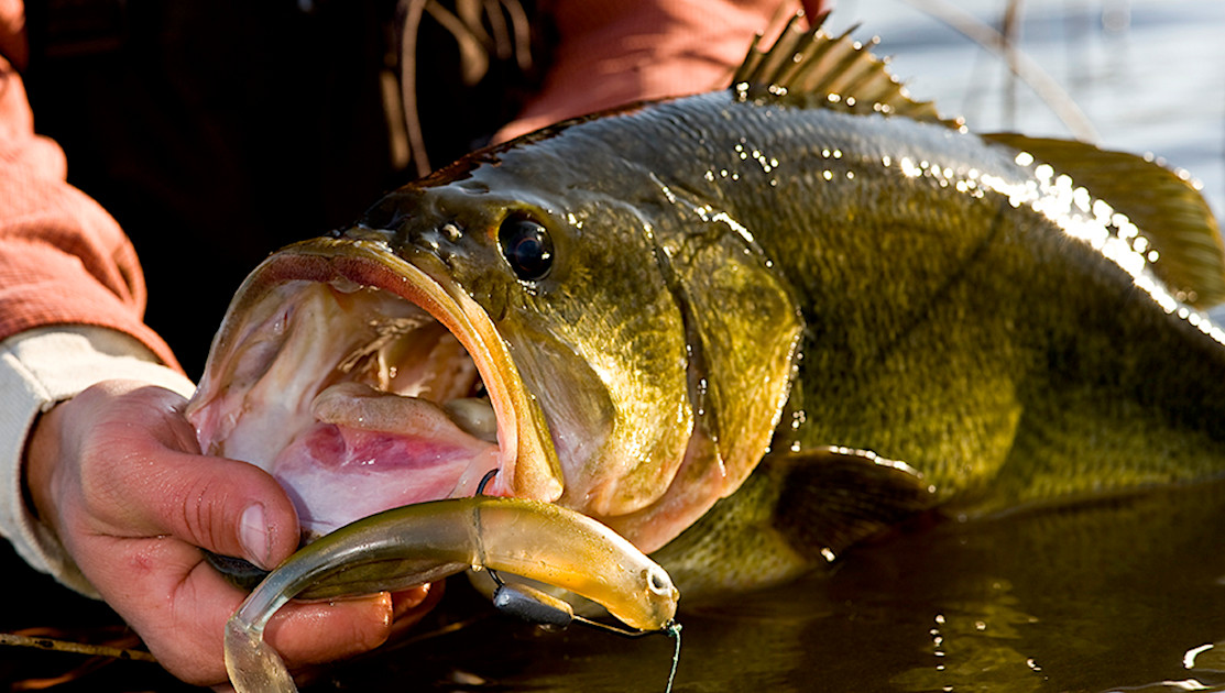 Lots of fun today as Jason holds up a couple of fish from his bass