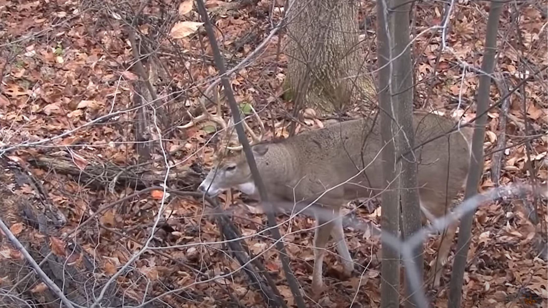 Video Rutting Buck Makes Crazy Vocalizations MeatEater Hunting