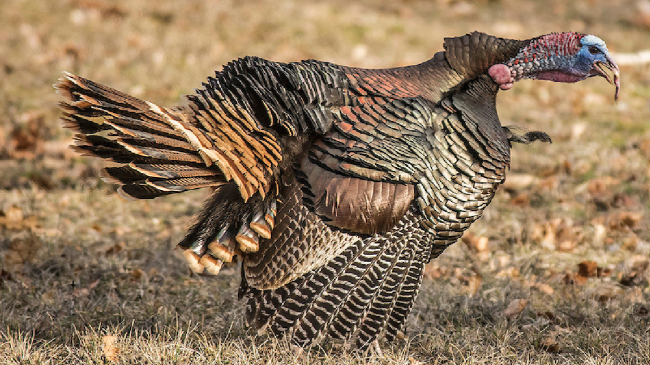 5 Guaranteed Ways to Ruin a Turkey Hunt