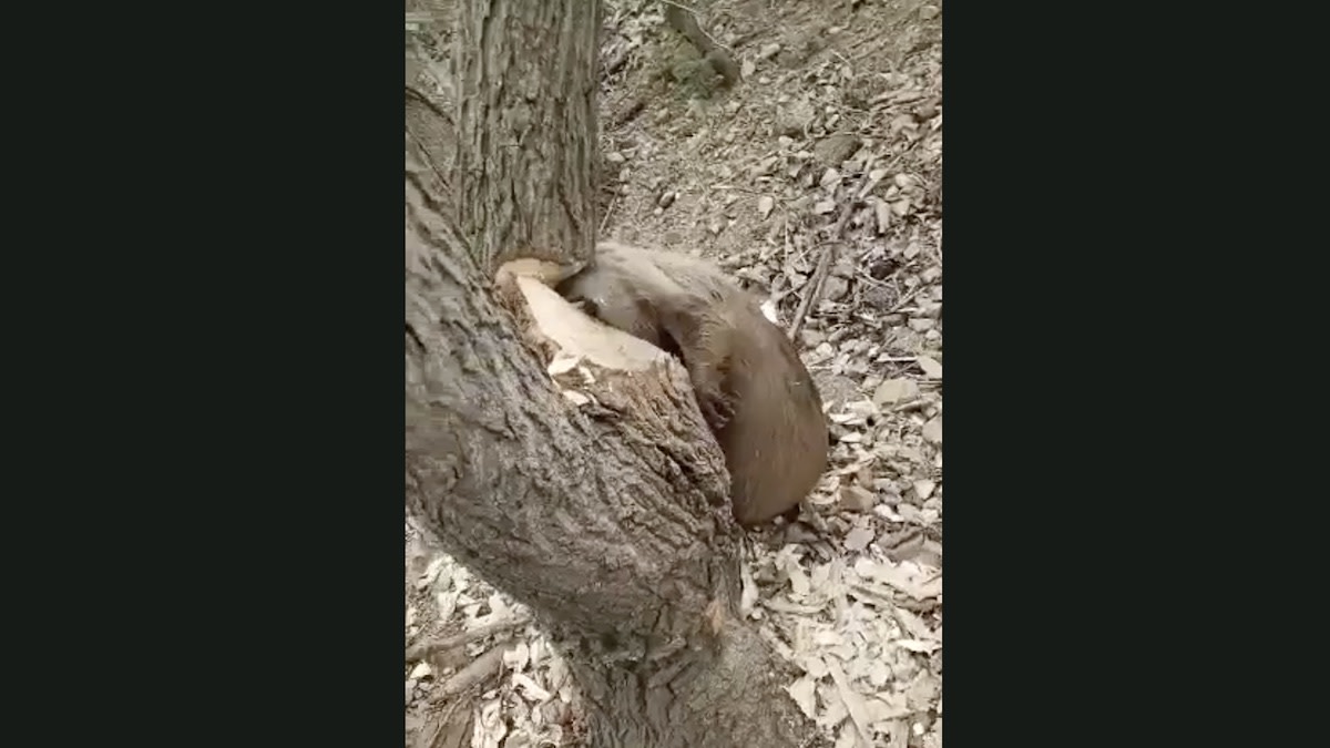 Video: Beaver Crushed by Falling Tree