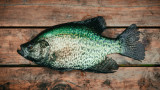 What is a panfish? Koaw seeks to answer this for you! — Koaw Nature