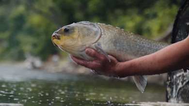 Big Mouth Buffalo with Ryan Callaghan and Miles Nolte