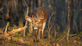 How to Easily Create Deer Funnels