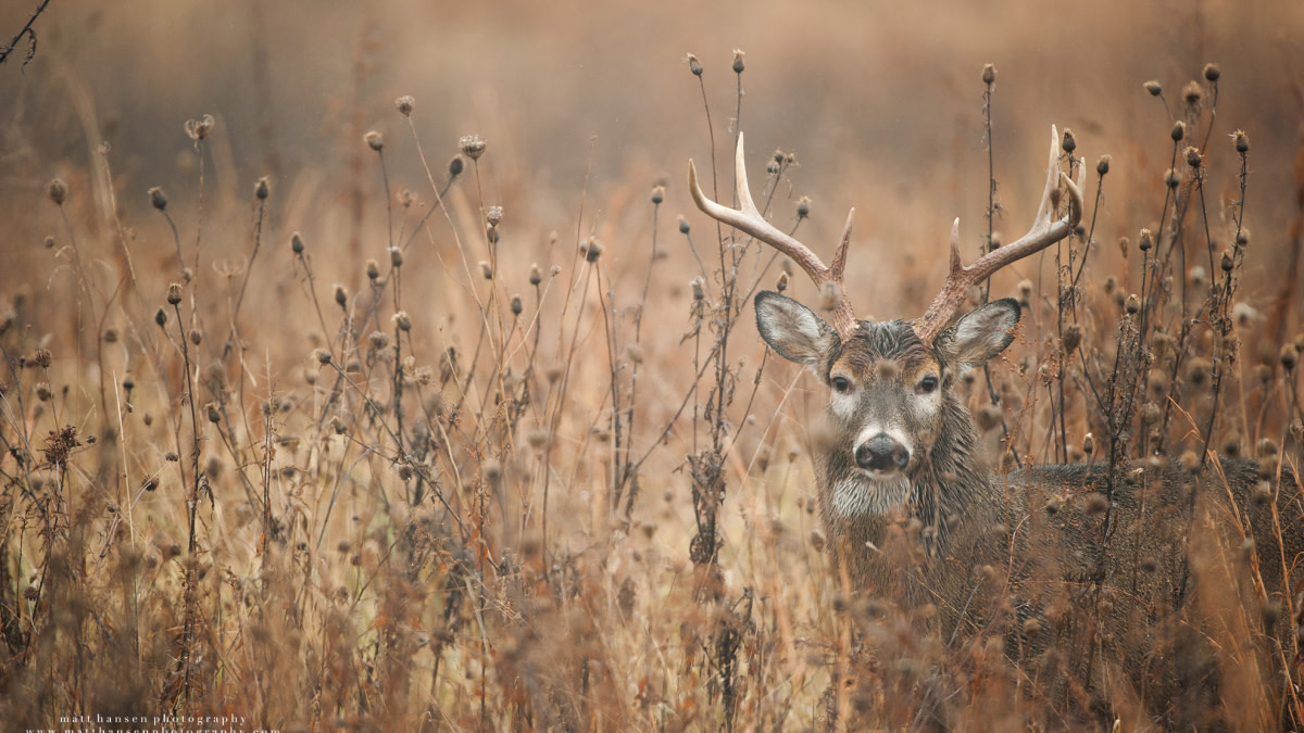 How to Kill a Whitetail Buck in CRP
