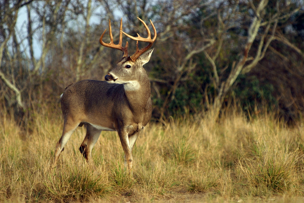 Deer Vision: How Whitetails See Color, Light, and Movement