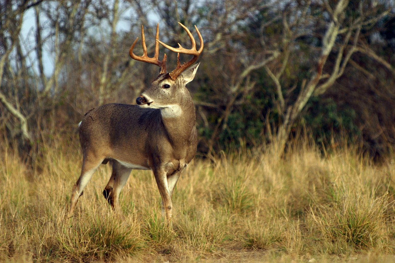 Deer Vision: How Whitetails See Color, Light, and Movement