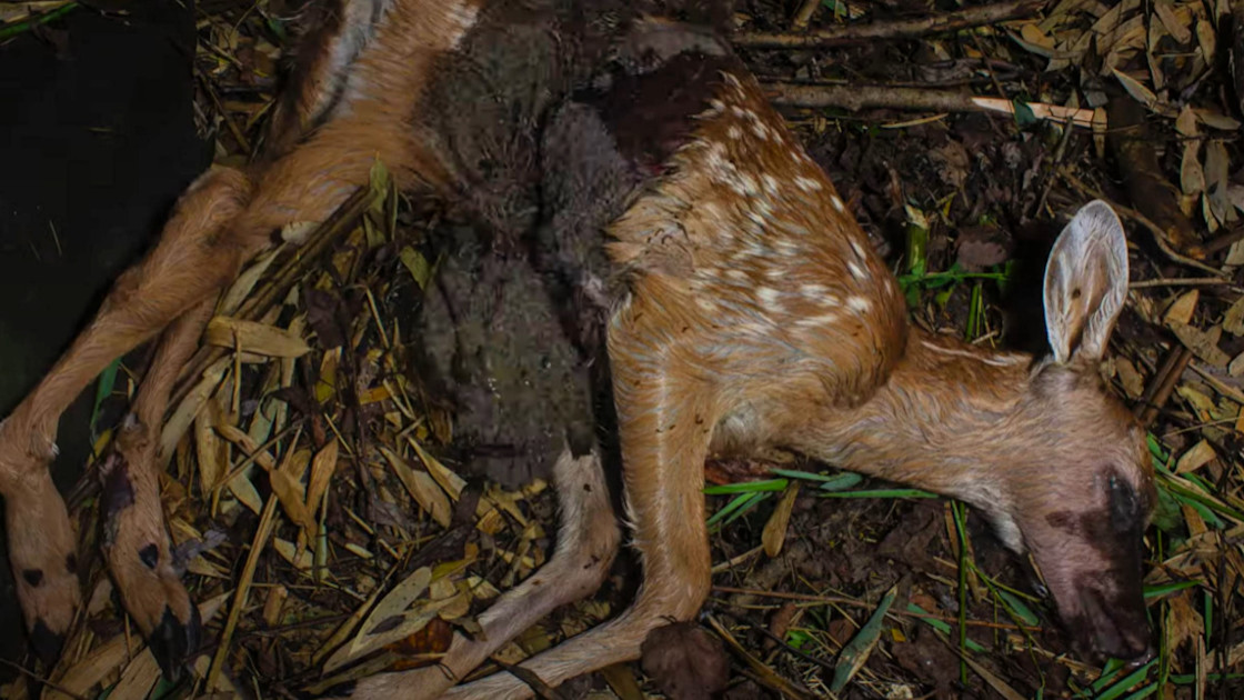 Video Deer Carcass Completely in 5 Days MeatEater Hunting