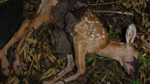 Video: Deer Carcass Completely Decomposes in 5 Days