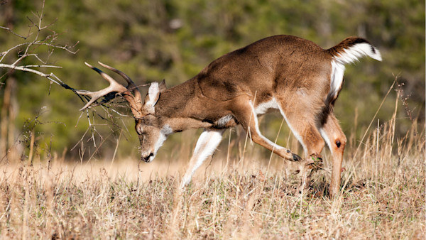 Rut Fresh Report: 10/15