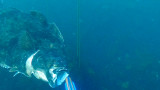 Video: Giant Halibut Charges Spearfisherman