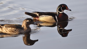 First Lite Goes Duck Hunting: Debuts Typha-Patterned Waterfowl Gear