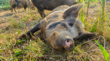 What Pig Breed is Right for Your Homestead?