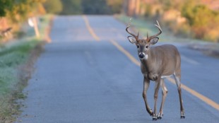 Four Wisconsin Poachers Charged for Killing Over 100 Deer, Torturing Others