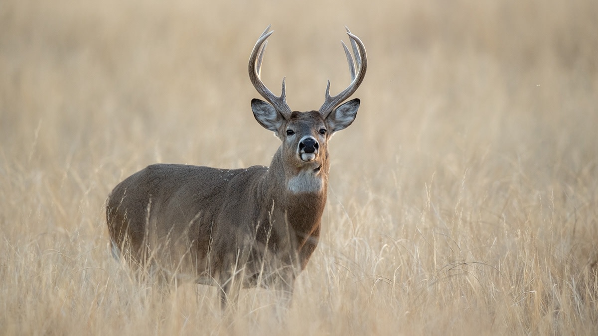 5 Tips to Simplify the Rut