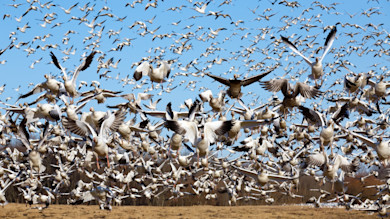 The 5 Best States to Hunt Spring Snow Geese