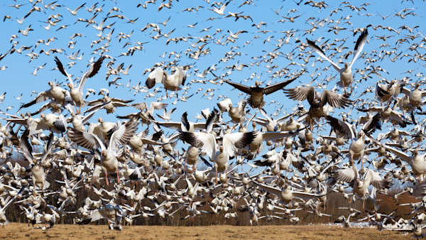 The 5 Best States to Hunt Spring Snow Geese