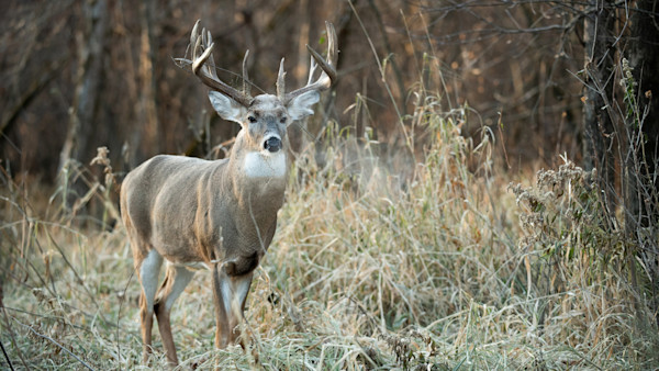 3 Reasons You're Not Killing Big Bucks
