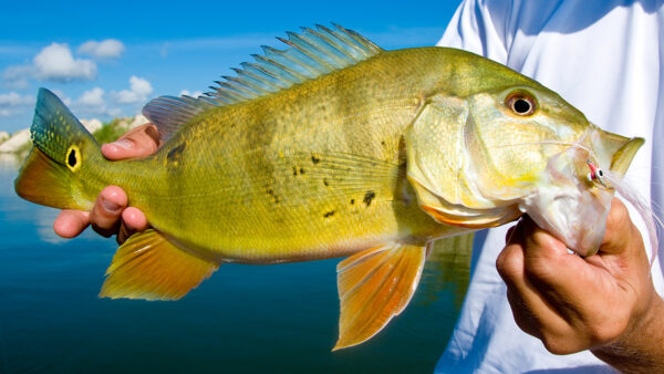 5 American Fish You Need to Catch in Your Lifetime