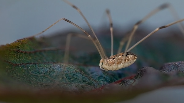 Fact Checker: Are Daddy Longlegs Venomous?