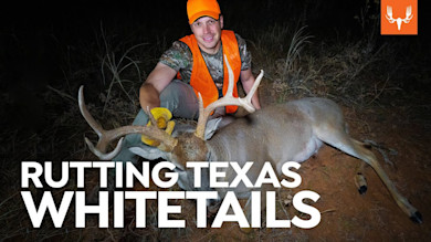 Rutting Texas Whitetails