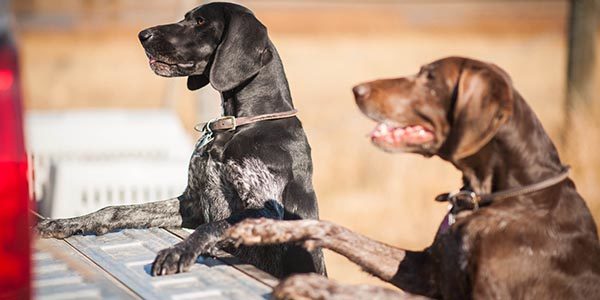 Two GSP's eagerly await a meal. 